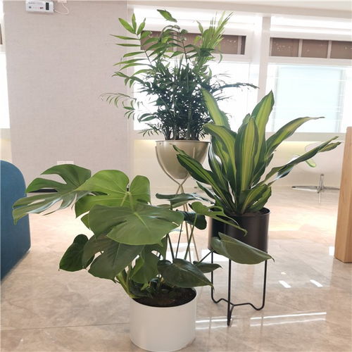 綠色生產力 天津機械設備企業的綠植租擺之道